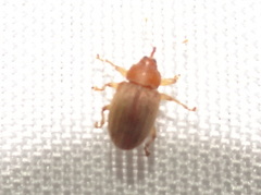Lignyodes helvolus