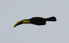 Ramphastos brevis