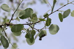 Populus pruinosa