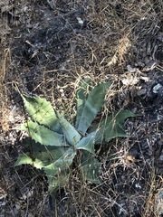 Agave seemanniana