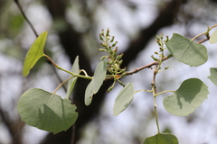 Populus pruinosa