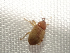 Lignyodes helvolus