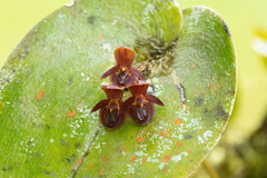 Pleurothallis monocardia