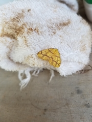 Periclina