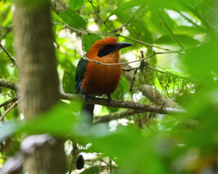 Baryphthengus martii