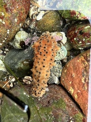 Apostichopus parvimensis