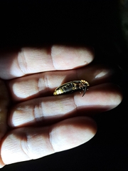 Pyrocoelia praetexta