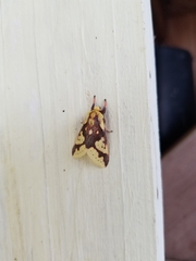 Symphlebia