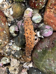 Apostichopus parvimensis