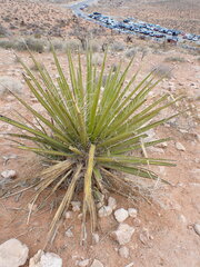 Yucca baccata