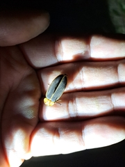 Pyrocoelia praetexta