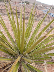 Yucca baccata