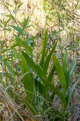 Epidendrum ruizianum