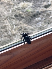 Xylocopa darwini