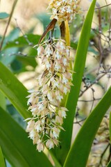 Epidendrum ruizianum