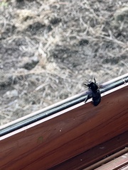 Xylocopa darwini