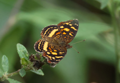 Anthanassa drusilla
