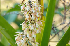Epidendrum ruizianum