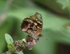 Anthanassa drusilla