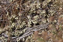 Xanthoparmelia semiviridis