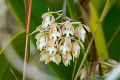 Epidendrum ruizianum