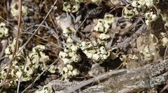 Xanthoparmelia semiviridis