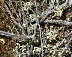 Xanthoparmelia semiviridis