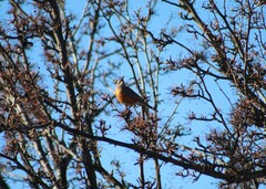 Turdus migratorius