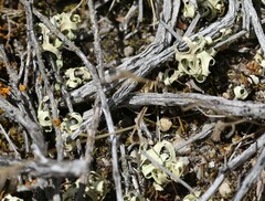 Xanthoparmelia semiviridis