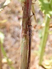 Distoleon bistrigatus