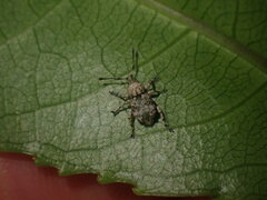 Brachyolus punctatus