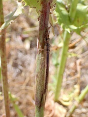 Distoleon bistrigatus