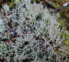 Cladonia furcata