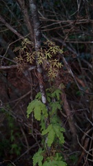 Lygodium palmatum