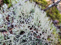 Cladonia furcata
