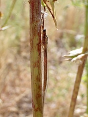 Distoleon bistrigatus