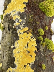 Trichoderma sulphureum
