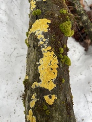 Trichoderma sulphureum