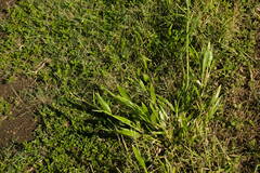 Urochloa plantaginea