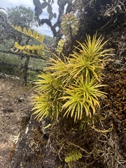 Darwiniothamnus tenuifolius