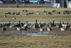 Branta canadensis