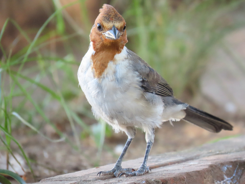 Red-crested Cardinal, photo 5 of 10