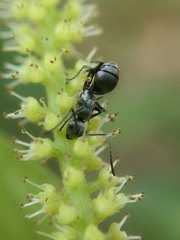 Polyrhachis tibialis
