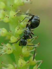 Polyrhachis tibialis