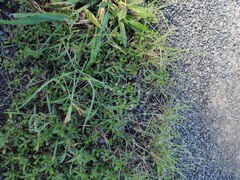 Eragrostis tenuifolia