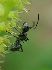 Polyrhachis tibialis
