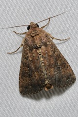 Condica sutor