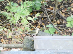 Helmitheros vermivorum