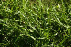 Urochloa plantaginea