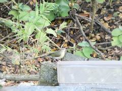 Helmitheros vermivorum